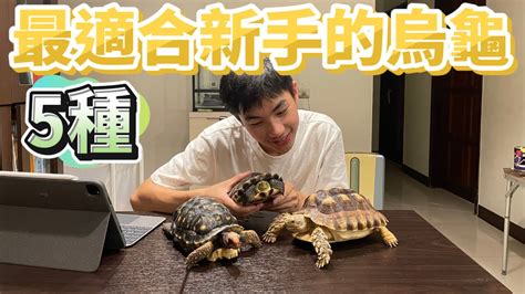 養烏龜的風水 香港樓價2024